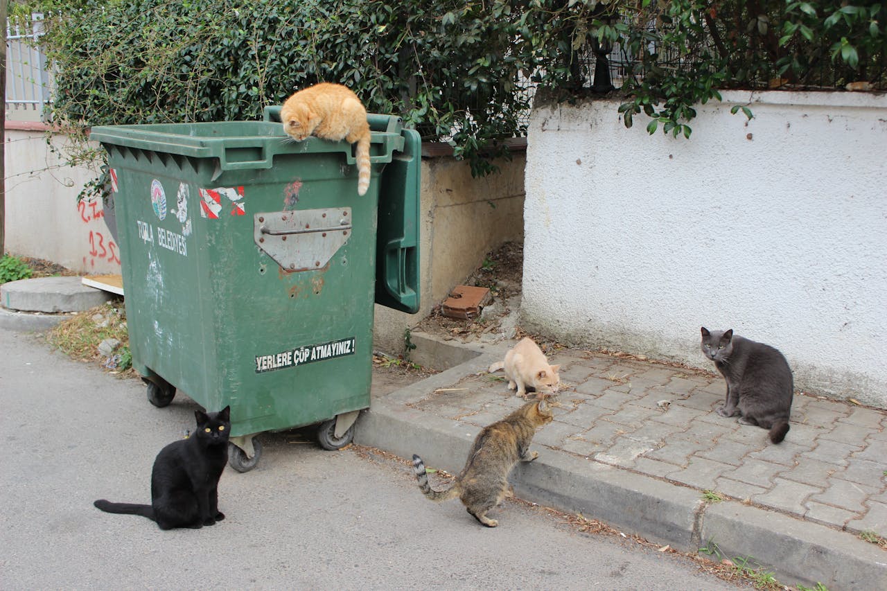 cats lingering around a green dumpster